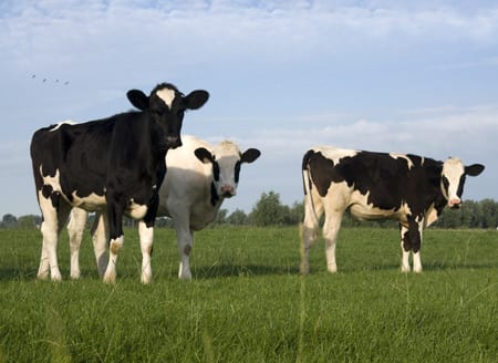 TCEQ considers proposed rulemaking related to land application of dairy waste