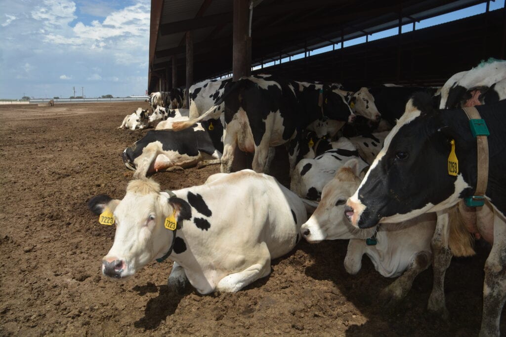 Dairy industry in recovery mode as COVID-19 takes a financial toll