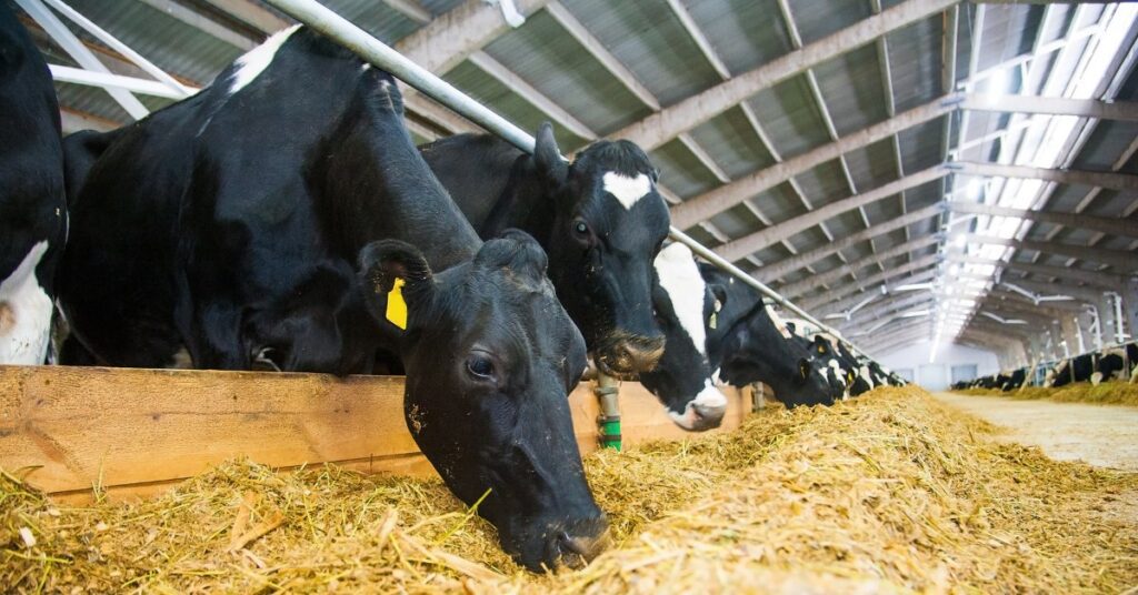 Sustaire: Beef and dairy industries must cooperate for greater success