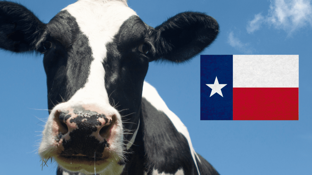 Texas about to become third largest dairy state – but still must import milk