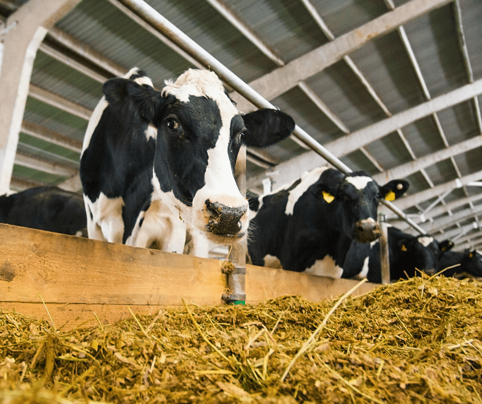 Dairy prevails with Texas A&M AgriLife Extension aid – and despite blazing heat