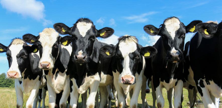 How fewer dairy farms in Texas actually translates to more milk produced