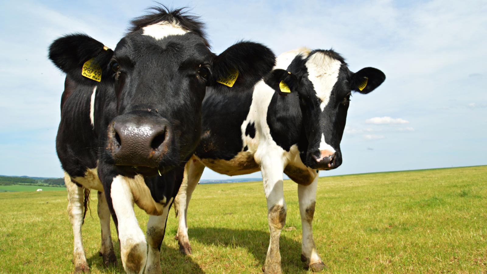 A report on the state of the Texas dairy industry as 2023 wraps up