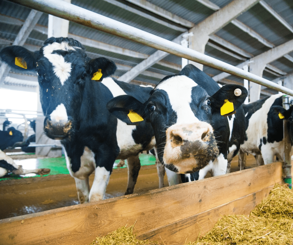 EMIT LESS Act – U.S. Senators attempt to take on methane emissions from cattle