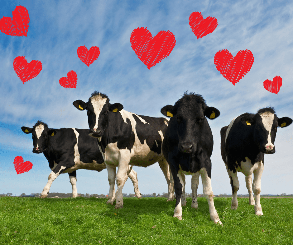 February is for cow lovers